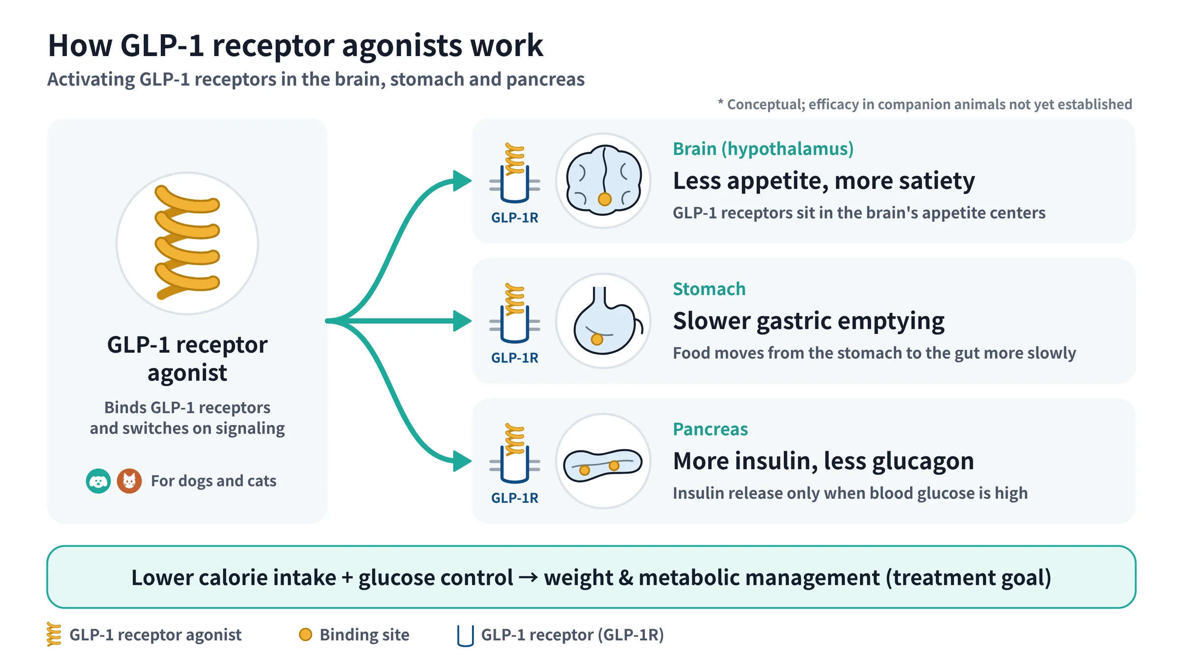GLP-1 receptor agonist acting on the brain, stomach and pancreas