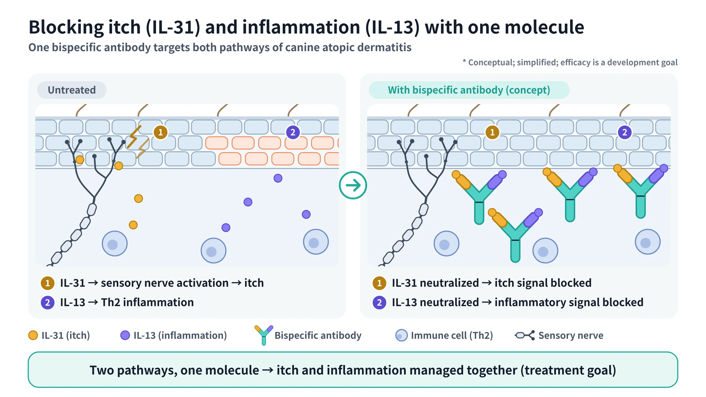 Bispecific antibody neutralising IL-31 and IL-13 in canine skin
