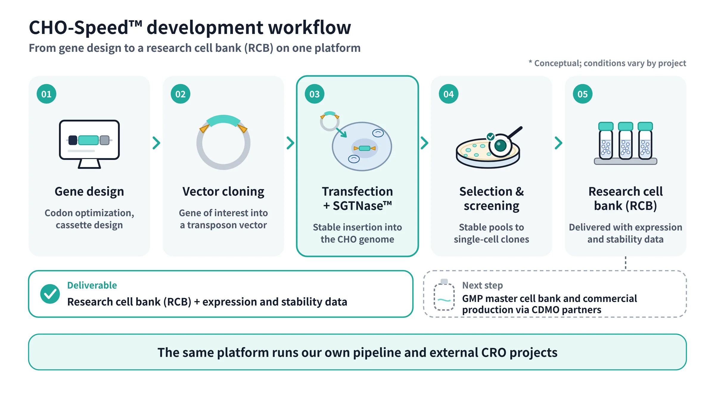 CHO-Speed workflow: gene design, vector cloning, transfection with SGTNase, selection and screening, research cell bank