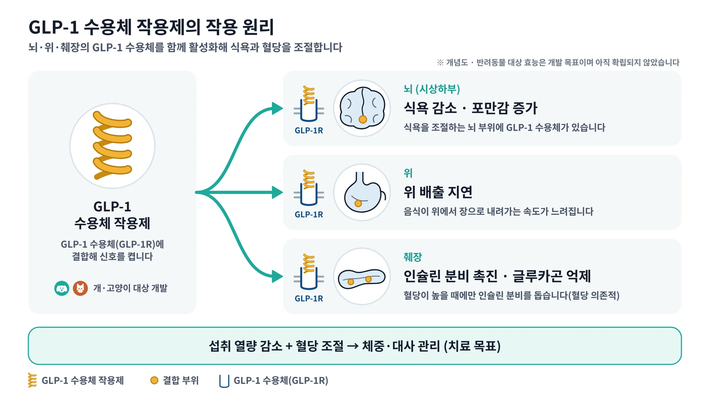 GLP-1 receptor agonist acting on the brain, stomach and pancreas