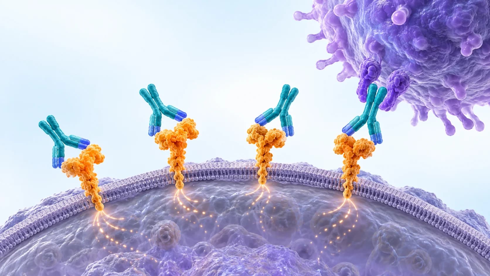 Caninized antibody bound to HER2 receptors on a tumour cell, with an immune cell docking at the Fc region