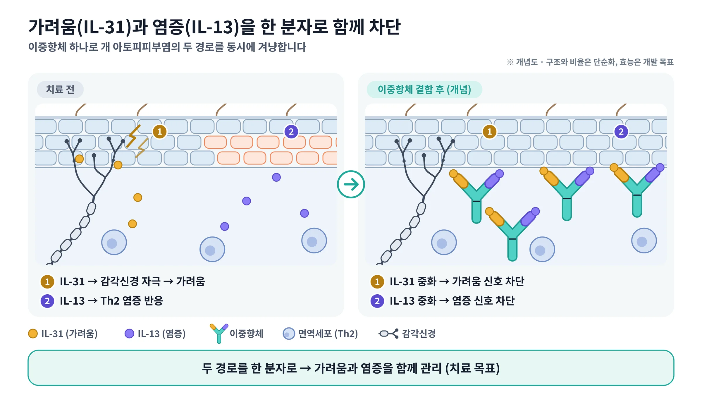 Bispecific antibody neutralising IL-31 and IL-13 in canine skin