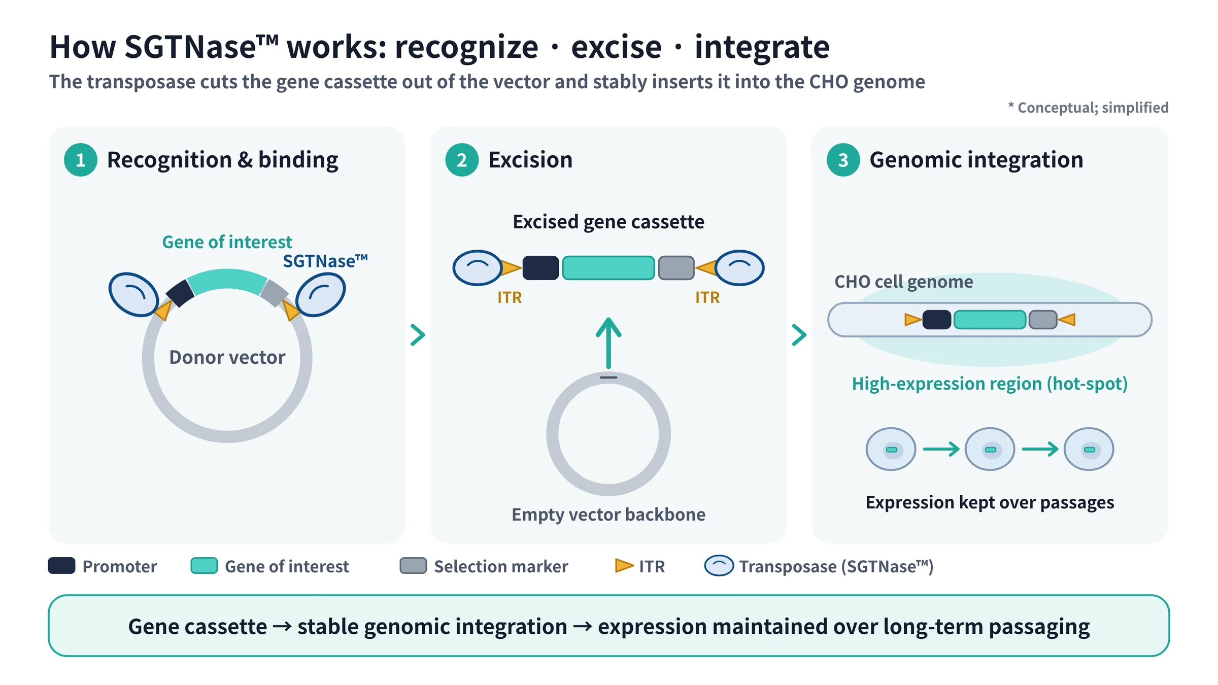 SGTNase mechanism: recognition and binding, excision, genomic integration