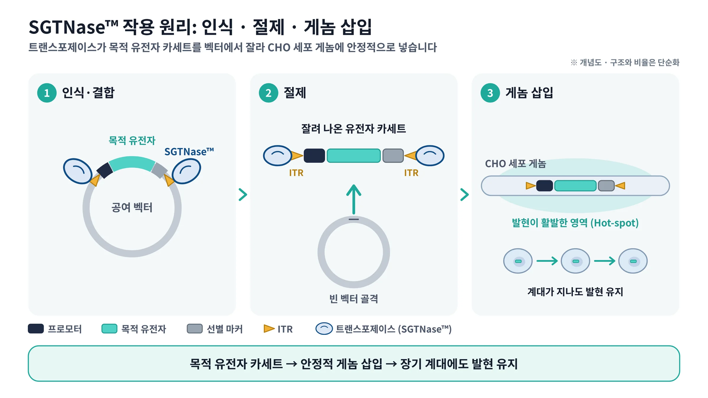 SGTNase mechanism: recognition and binding, excision, genomic integration