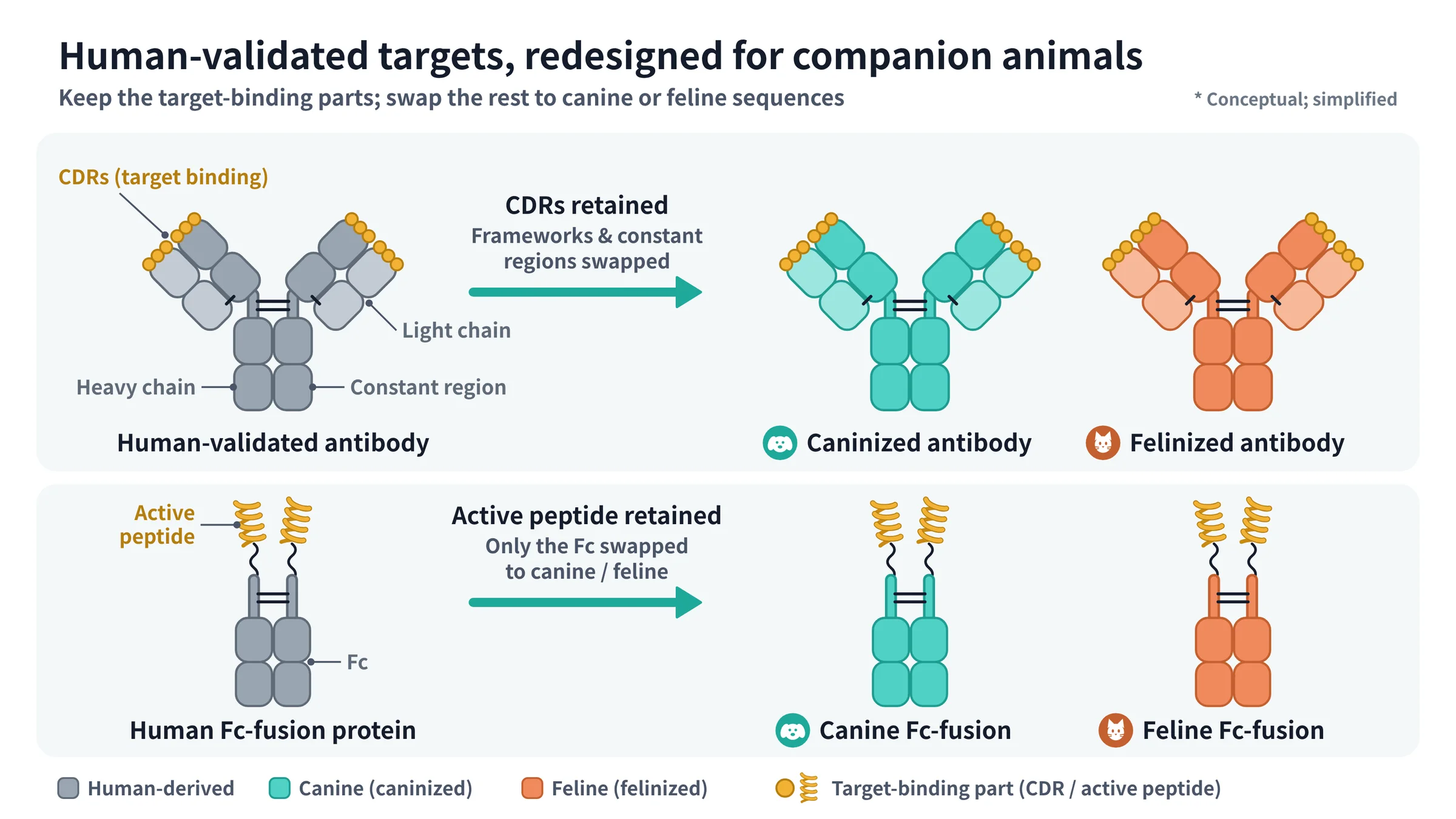 Human-validated antibodies and Fc-fusion proteins redesigned with canine and feline sequence, retaining the target-binding regions